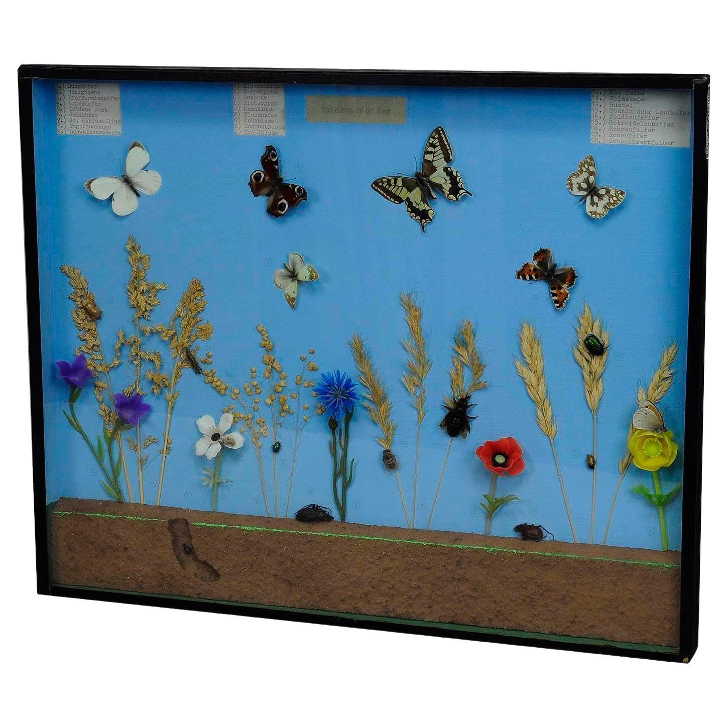 Great Vintage School Teaching Display of the Insects of the Grassland For Sale