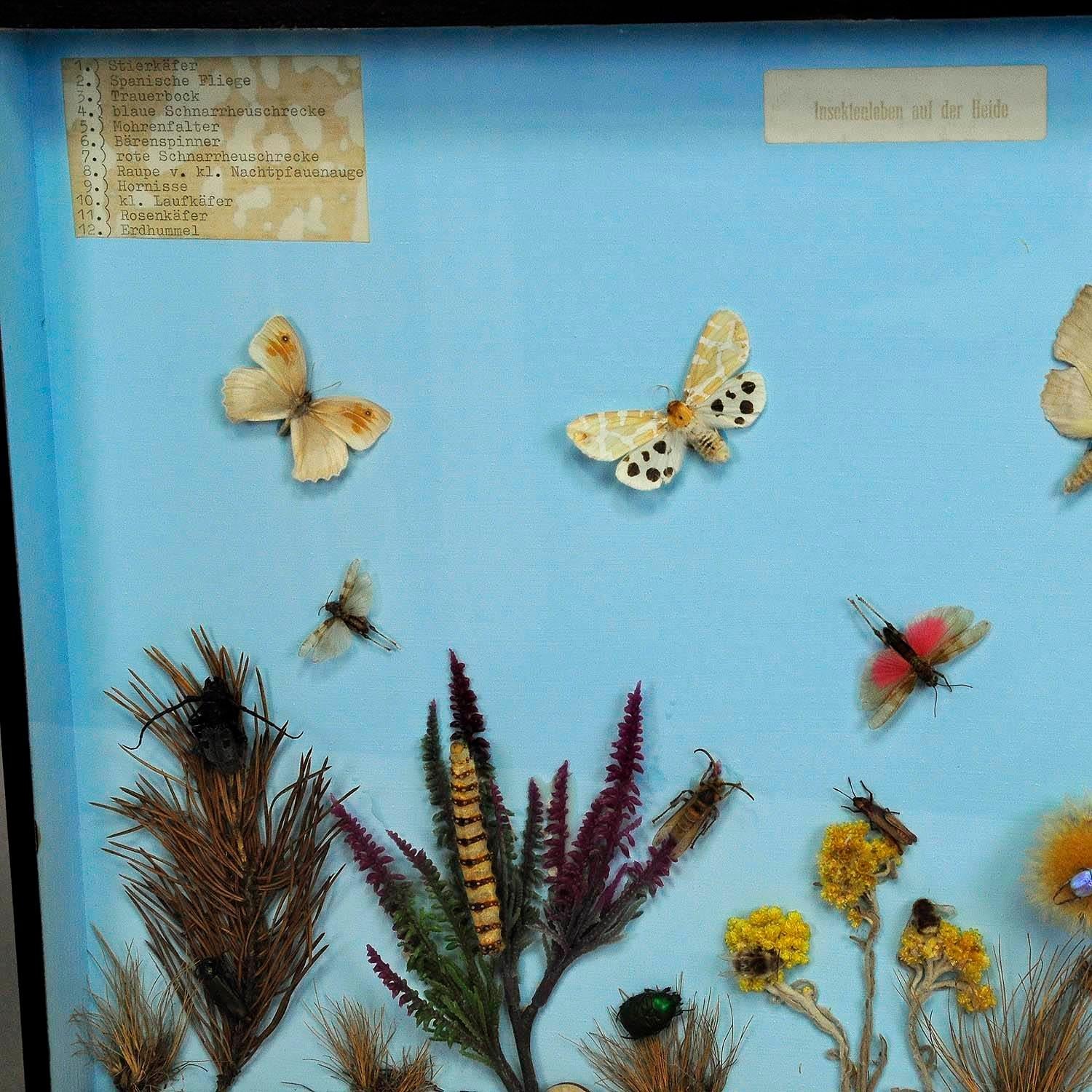 Mid-Century Modern Great Vintage School Teaching Display of the Insects of the Heath For Sale
