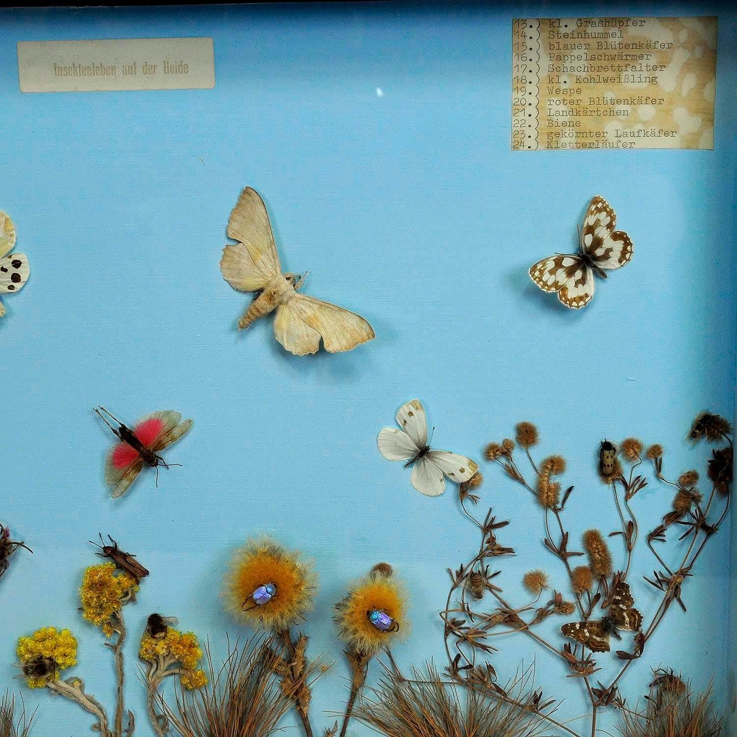German Great Vintage School Teaching Display of the Insects of the Heath For Sale