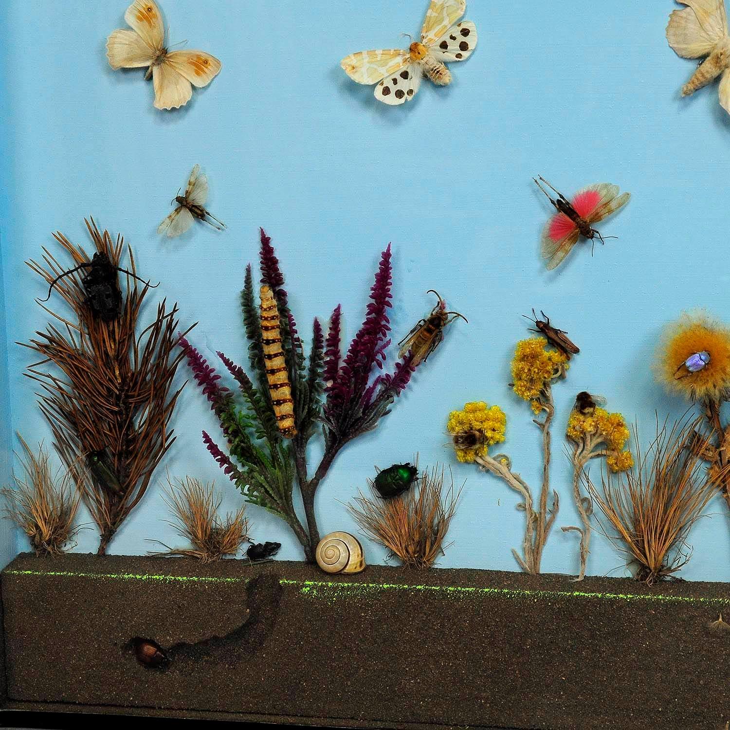 20th Century Great Vintage School Teaching Display of the Insects of the Heath For Sale