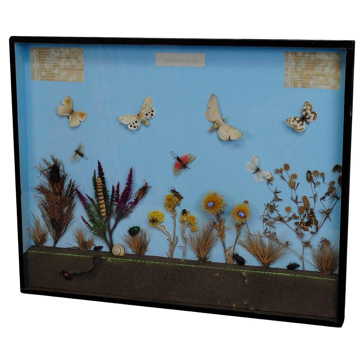 Great Vintage School Teaching Display of the Insects of the Heath For Sale