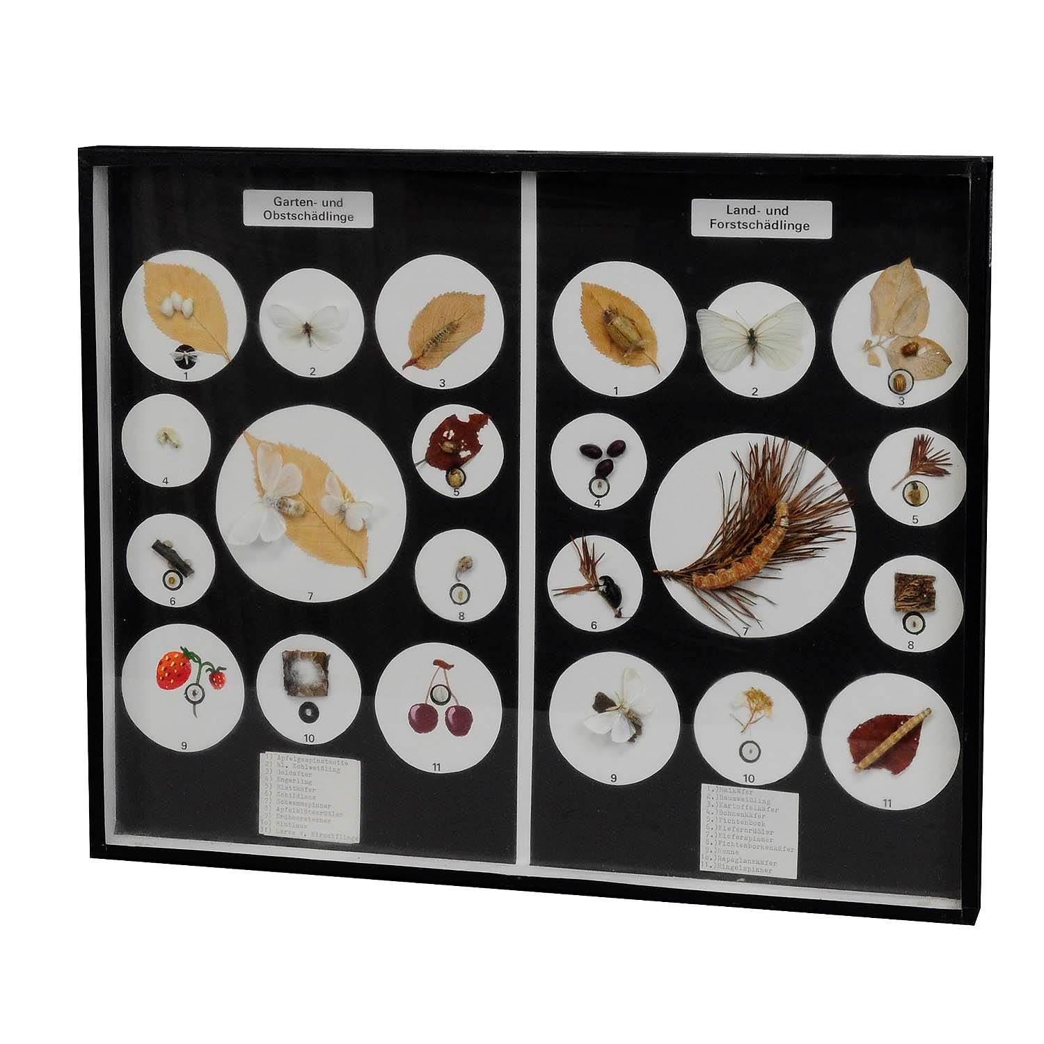 Great Vintage School Teaching Display Vermins in the Garden and Forest

A vintage school teaching showcase with specimen illustrating the pests in the garden and in the forest. Used as teaching material in German schools ca. 1960. Paper lables with