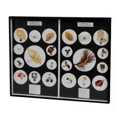 Great Vintage School Teaching Display Vermins in the Garden and Forest