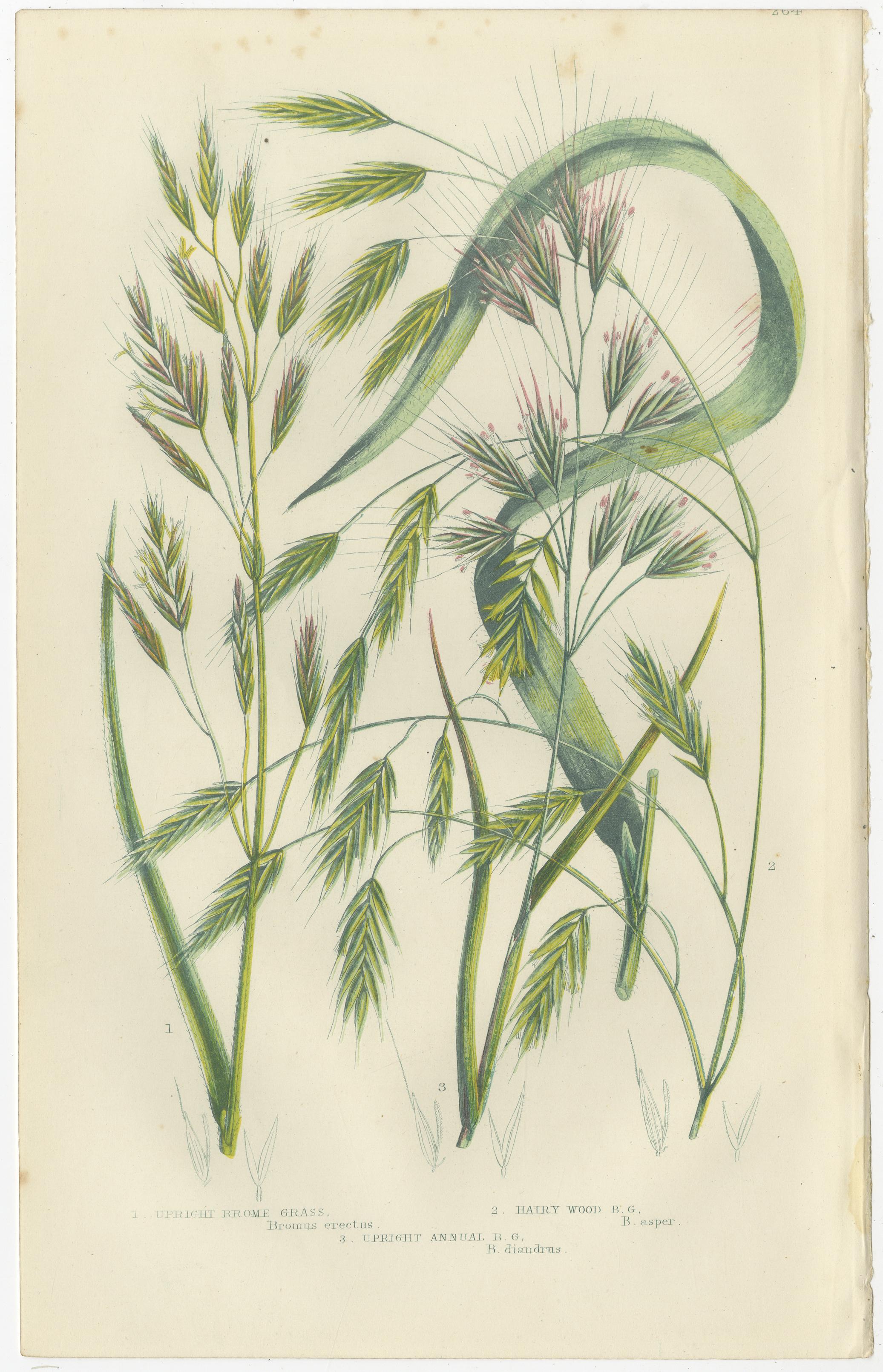 Great Water Horsetail Hand-Colored Engraving Pair, Antique, 1873