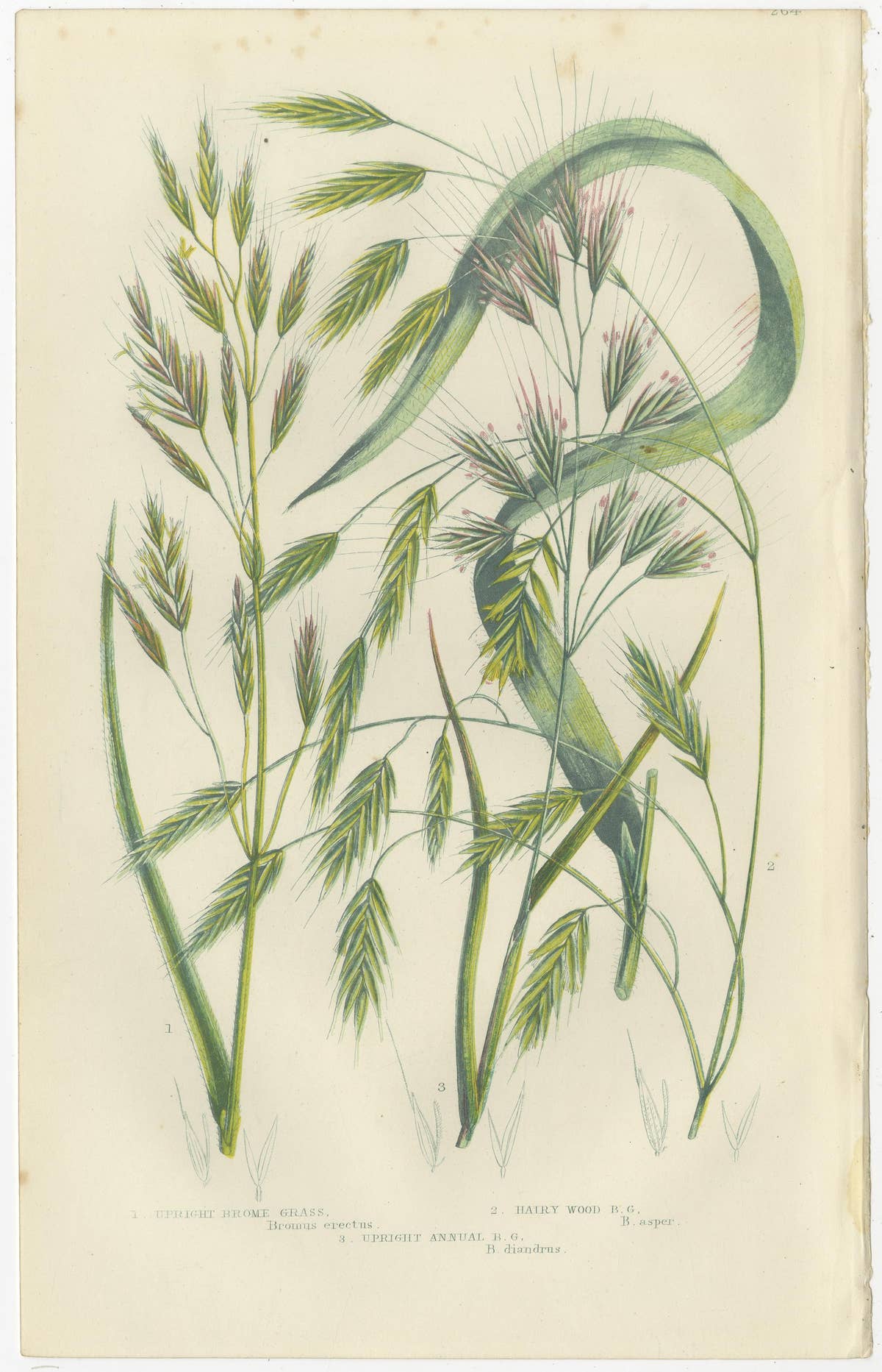 Great Water Horsetail Hand-Colored Engraving Pair, Antique, 1873