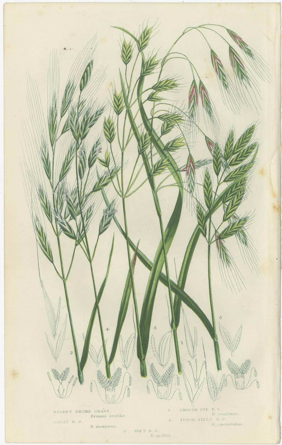 Great Water Horsetail Hand-Colored Engraving Pair, Antique, 1873