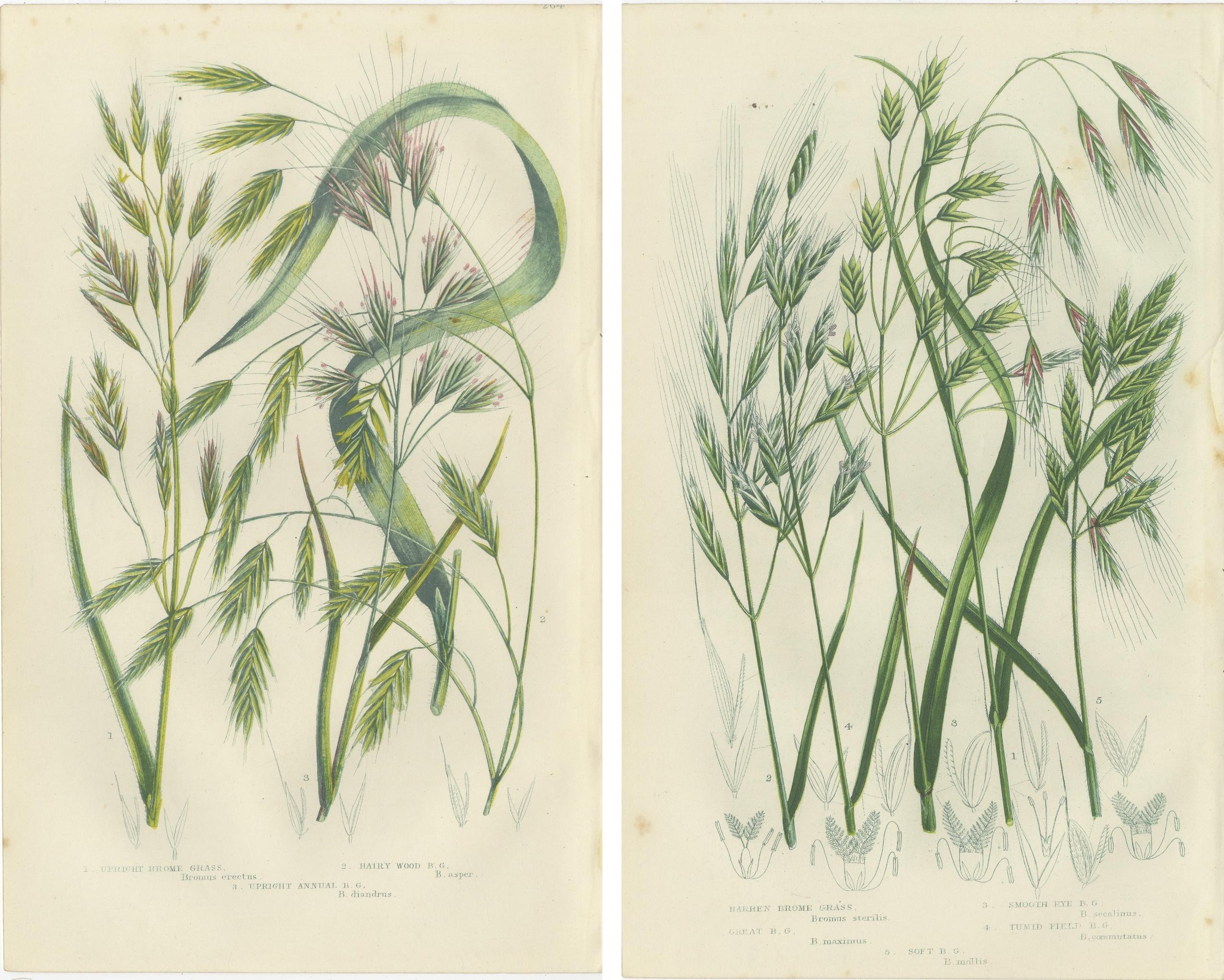 Great Water Horsetail Hand-Colored Engraving Pair, Antique, 1873