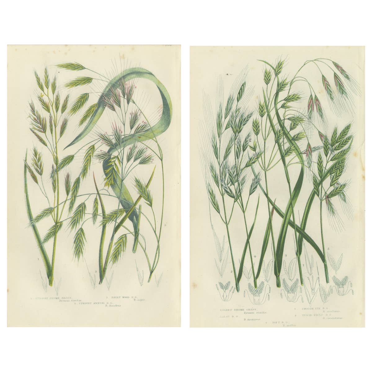 Great Water Horsetail Hand-Colored Engraving Pair, Antique, 1873