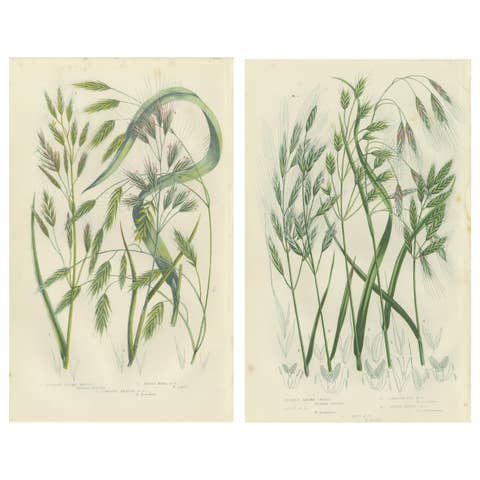 Great Water Horsetail Hand-Colored Engraving Pair, Antique, 1873