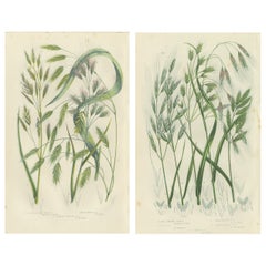 Great Water Horsetail Hand-Colored Engraving Pair, Antique, 1873