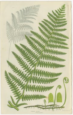 Great Water Horsetail, Variegated Horsetail & Blunt-topped Horsetail – 1873 Set