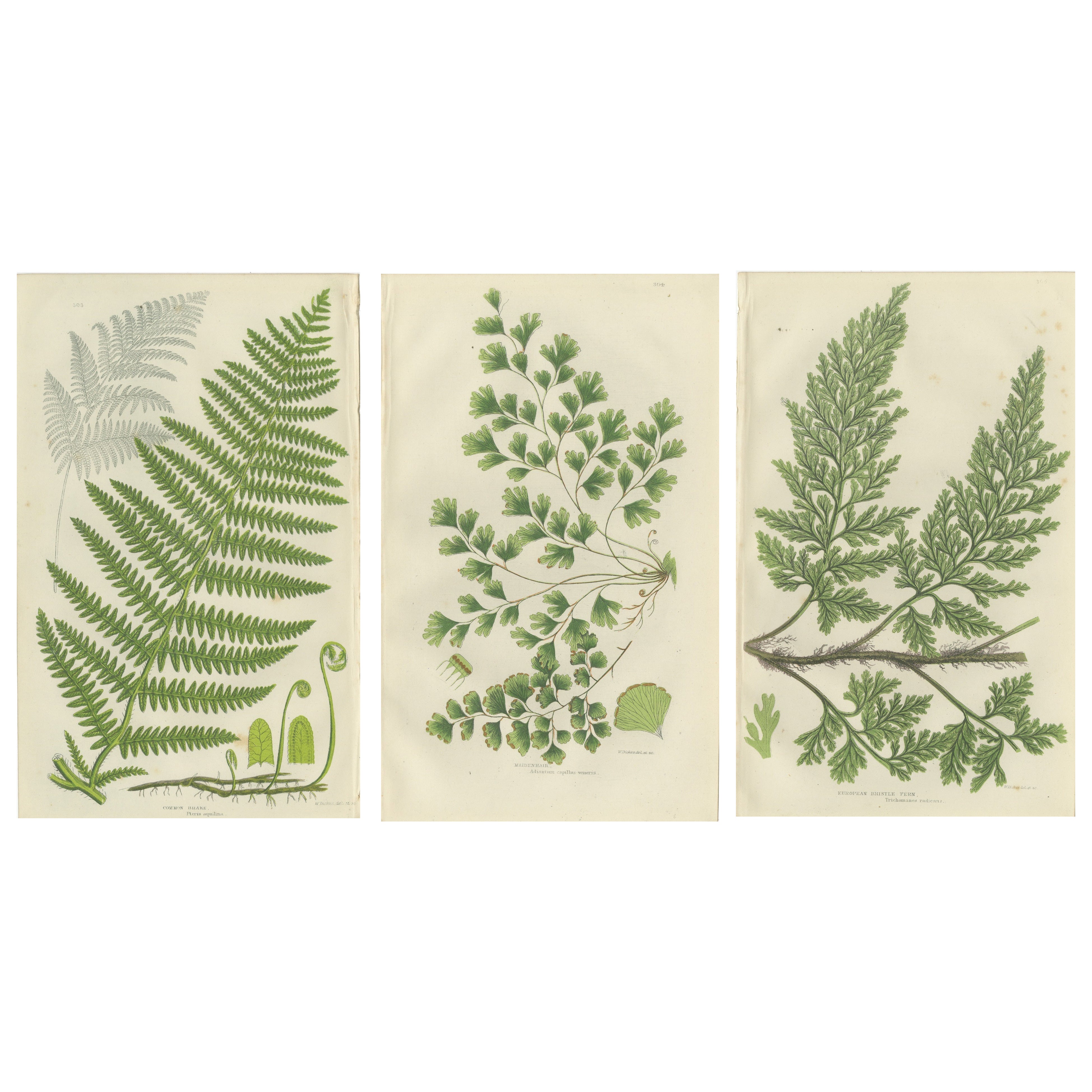 Great Water Horsetail, Variegated Horsetail 
Blunt-topped Horsetail – 1873 Set