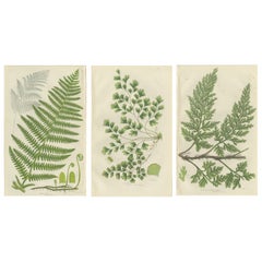 Great Water Horsetail, Variegated Horsetail 
Blunt-topped Horsetail – 1873 Set