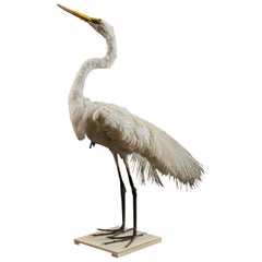 Great White Egret 'Ardea alba'