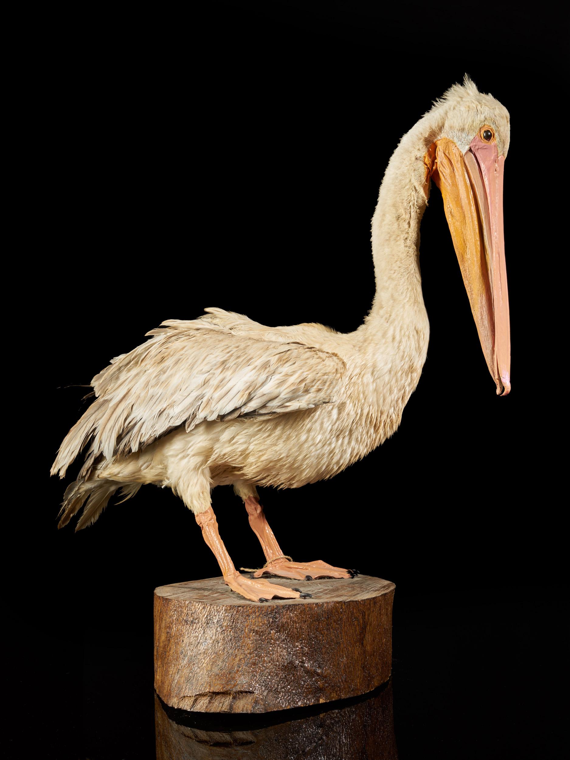 Pelicans are large water birds characterized by a long beak and a large throat pouch used for catching prey and draining water from the scooped-up contents before swallowing. They have predominantly pale plumage, and their bills, pouches, and bare