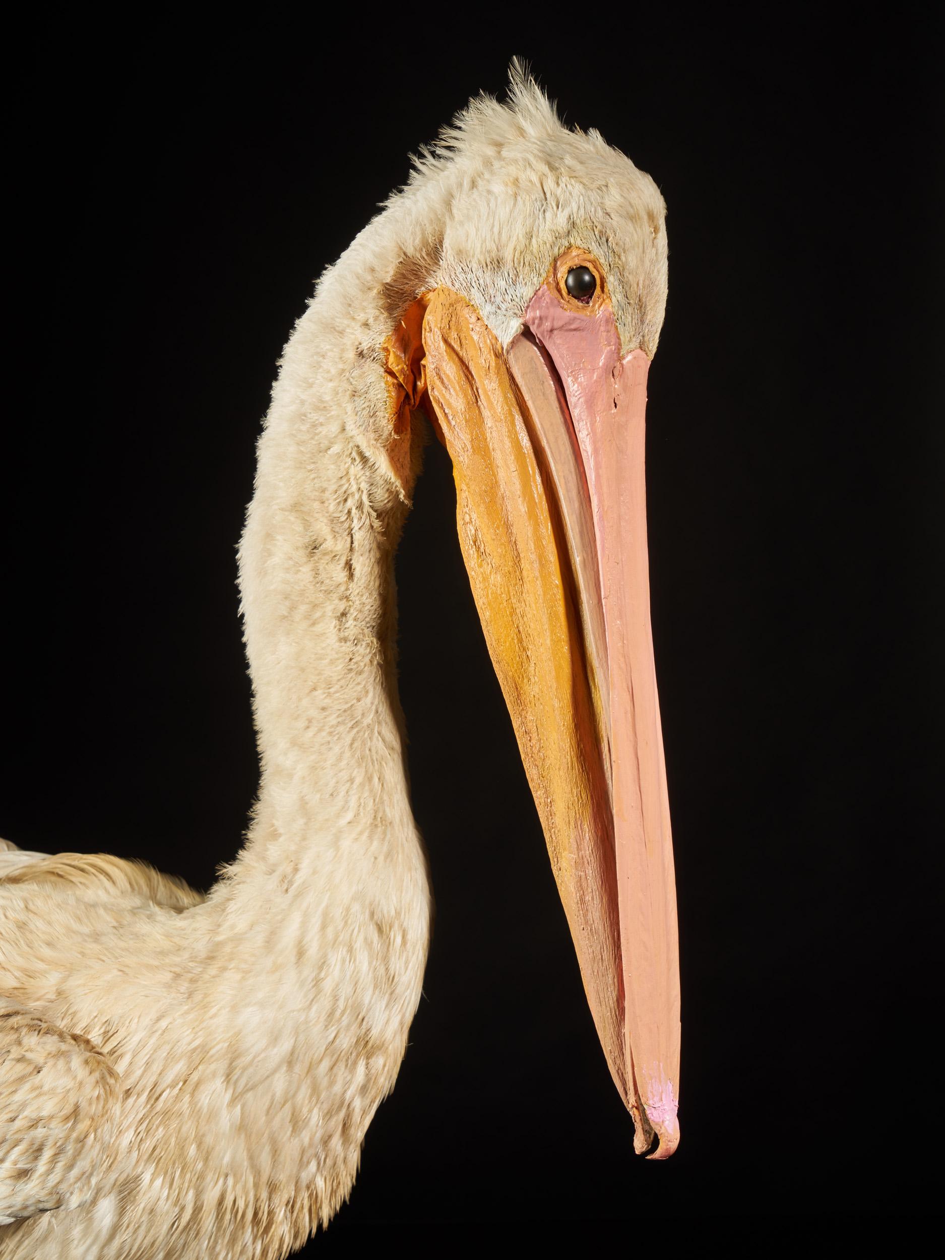 French Great White Pelican 'Pelecanus onocrotalus', NC, Great White Pelican
