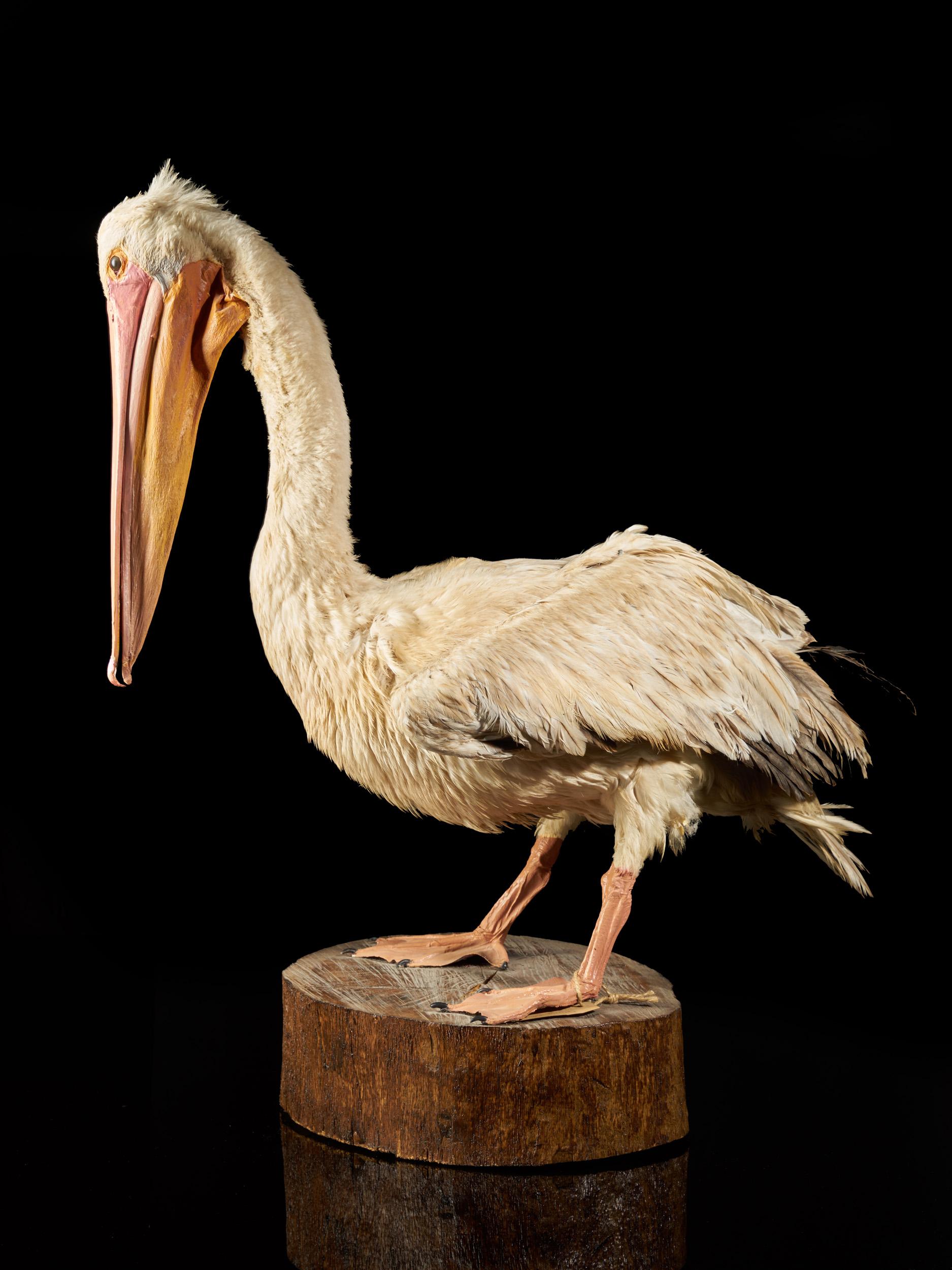 Great White Pelican 'Pelecanus onocrotalus', NC, Great White Pelican In Good Condition In Leuven , BE