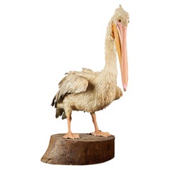Vintage Great White Pelican 'Pelecanus onocrotalus', NC, Great White Pelican