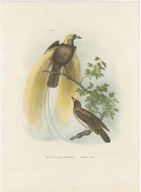 Greater Bird of Paradise Male & Female Hand-Colored Lithograph, c.1875