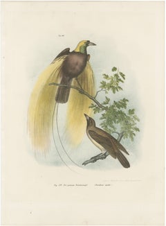 Greater Bird of Paradise Male & Female Hand-Colored Lithograph, c.1875