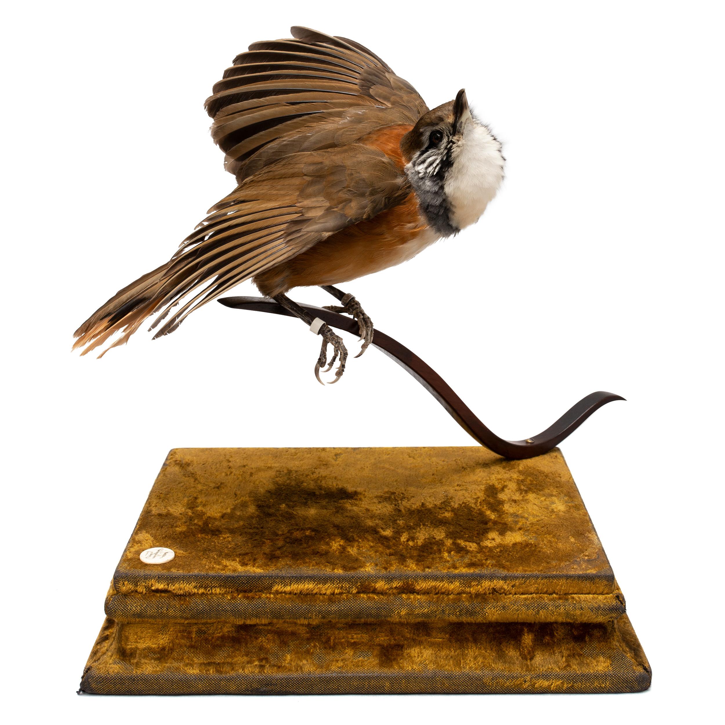 ‘Stills from a Courtship Dance’ is a series of fine taxidermy works with smaller exotic (rare) birds. Sinke and van Tongeren created this series of birds as if they suddenly seemed frozen during the lascivious work put into their mating dance.