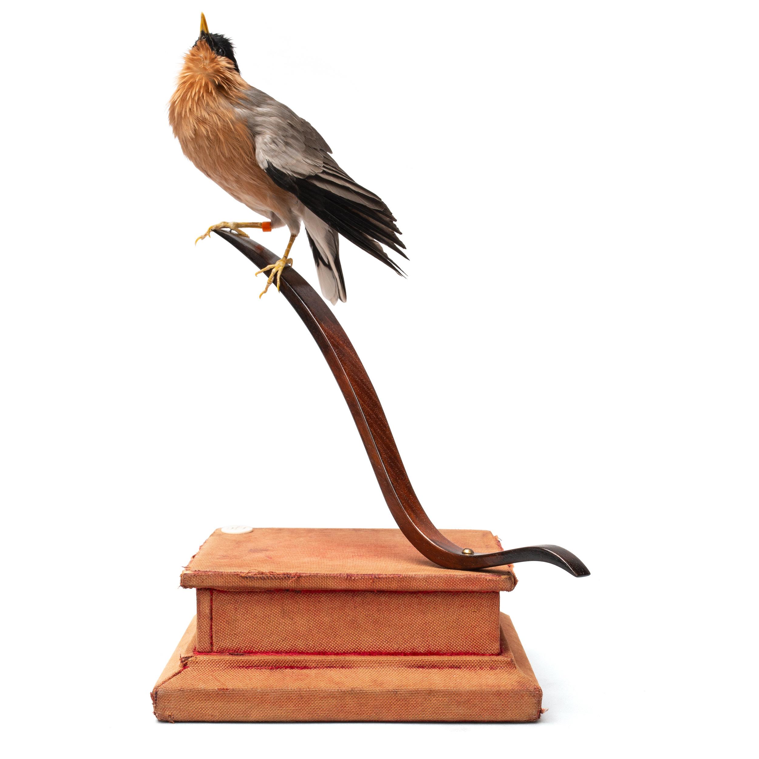 Greater Necklaced Laughingthrush Fine Taxidermy by DS&vT In Excellent Condition In Haarlem, NL