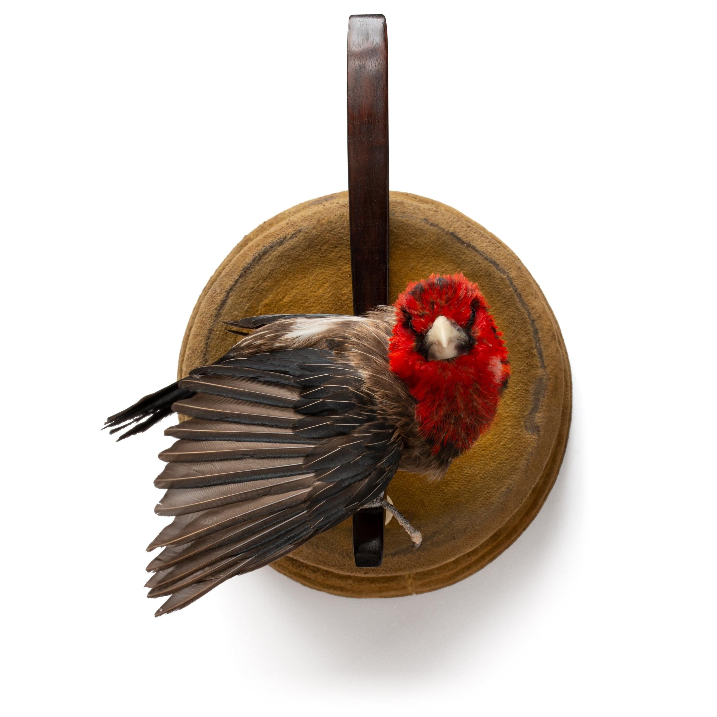 Contemporary Greater Necklaced Laughingthrush Fine Taxidermy by DS&vT