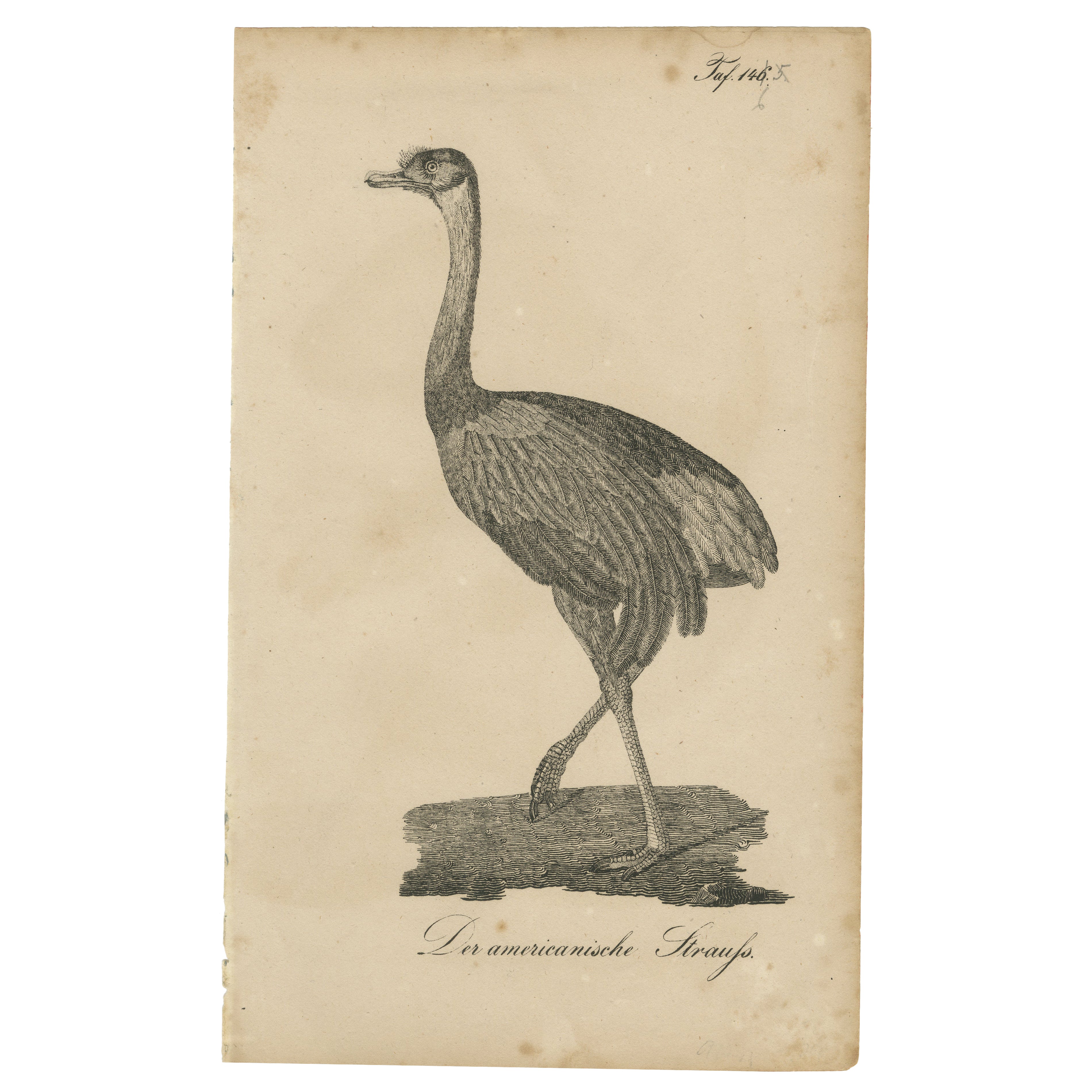 Greater Rhea, "Struzzo americano" Incisione, Storia naturale tedesca, 1780 ca.