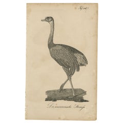 Greater Rhea, "Struzzo americano" Incisione, Storia naturale tedesca, 1780 ca.