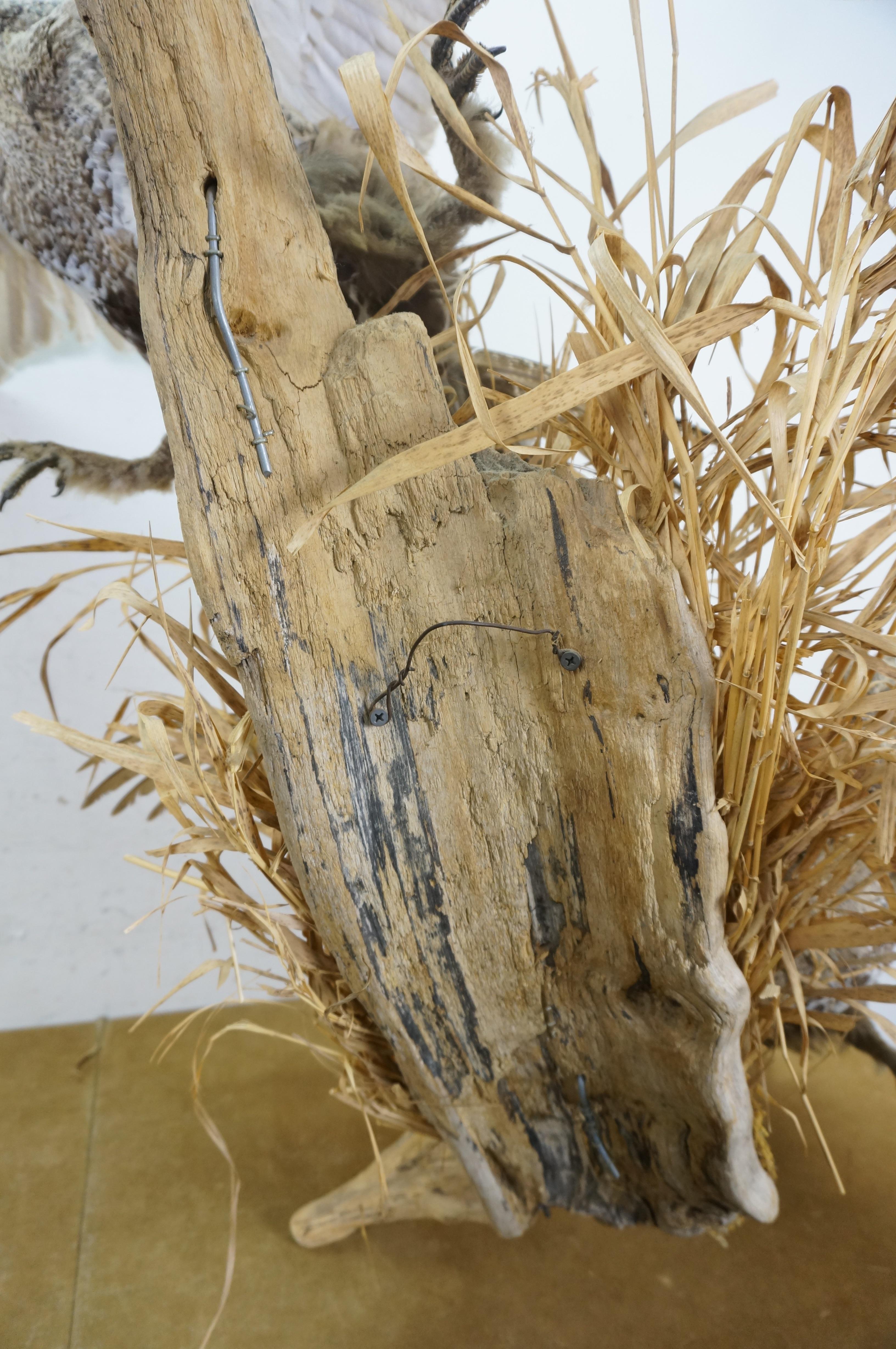 Greater Sage Grouse Male & Female Taxidermy Game Bird Wall Mount 43