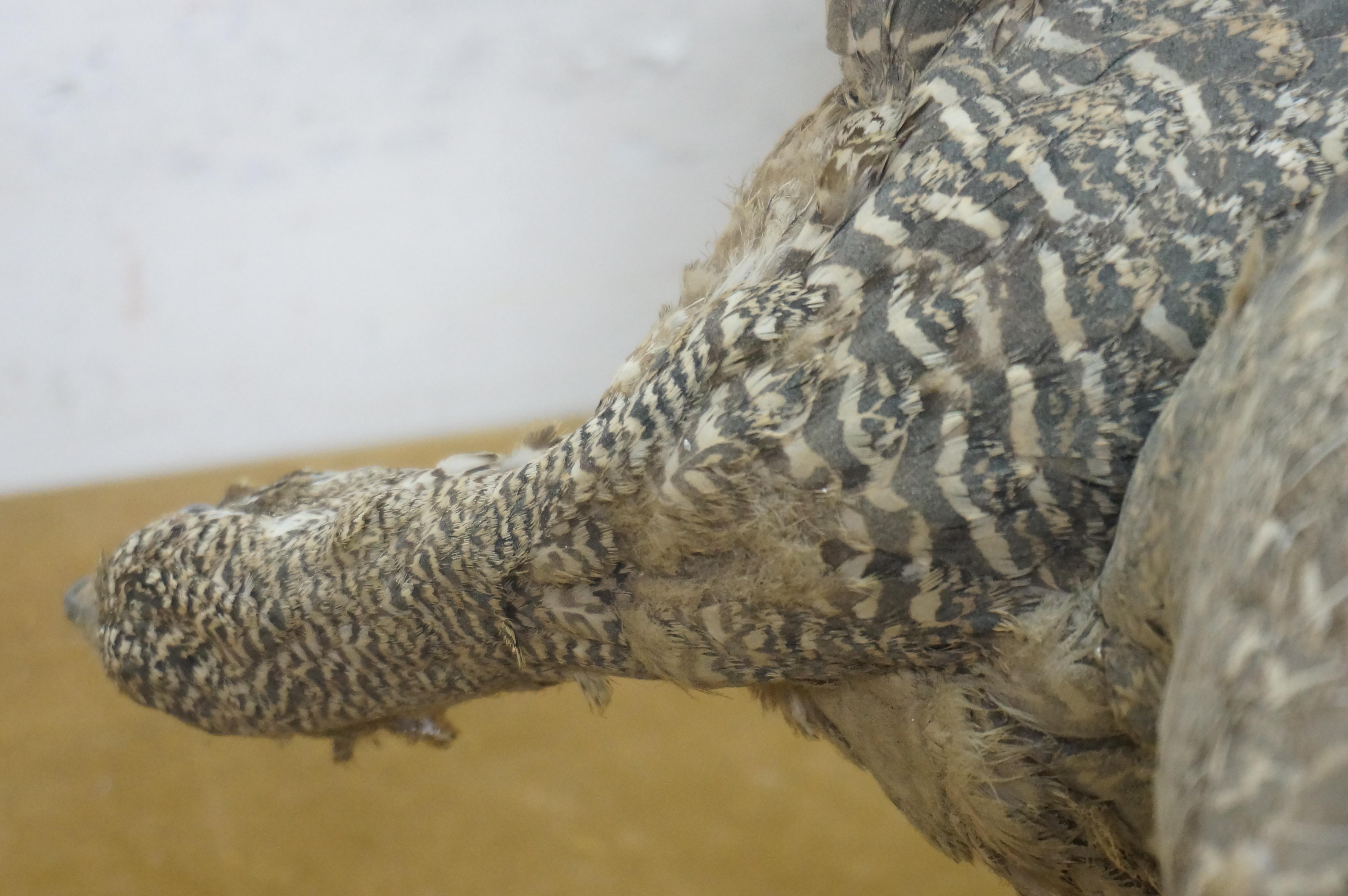 Greater Sage Grouse Male & Female Taxidermy Game Bird Wall Mount 43