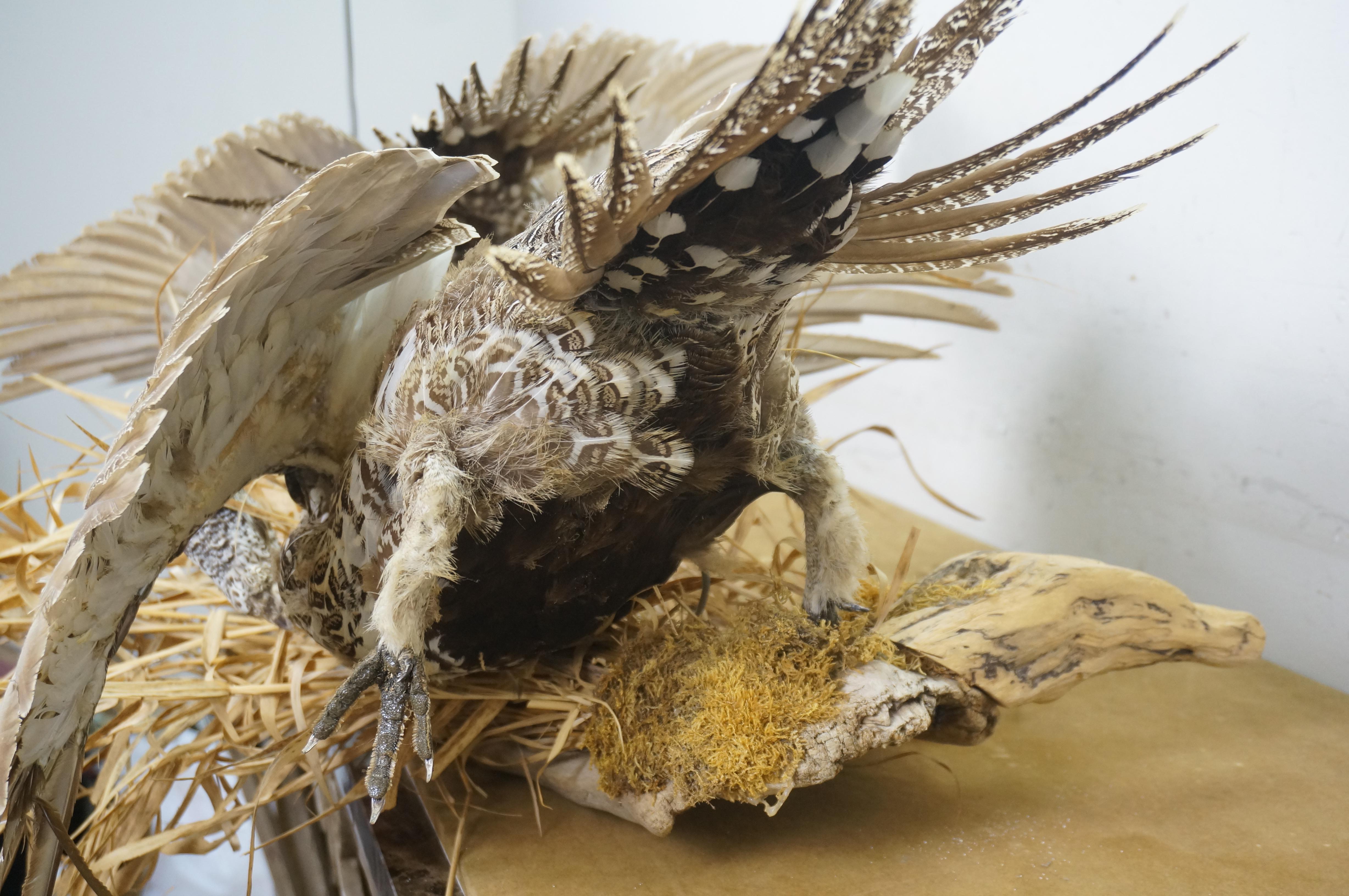 Greater Sage Grouse Male & Female Taxidermy Game Bird Wall Mount 43