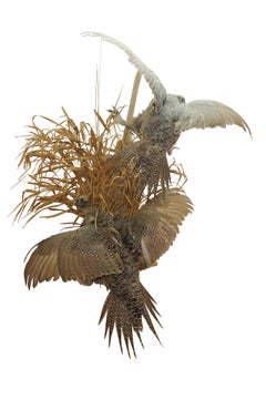Greater Sage Grouse Male & Female Taxidermy Game Bird Wall Mount 43"
