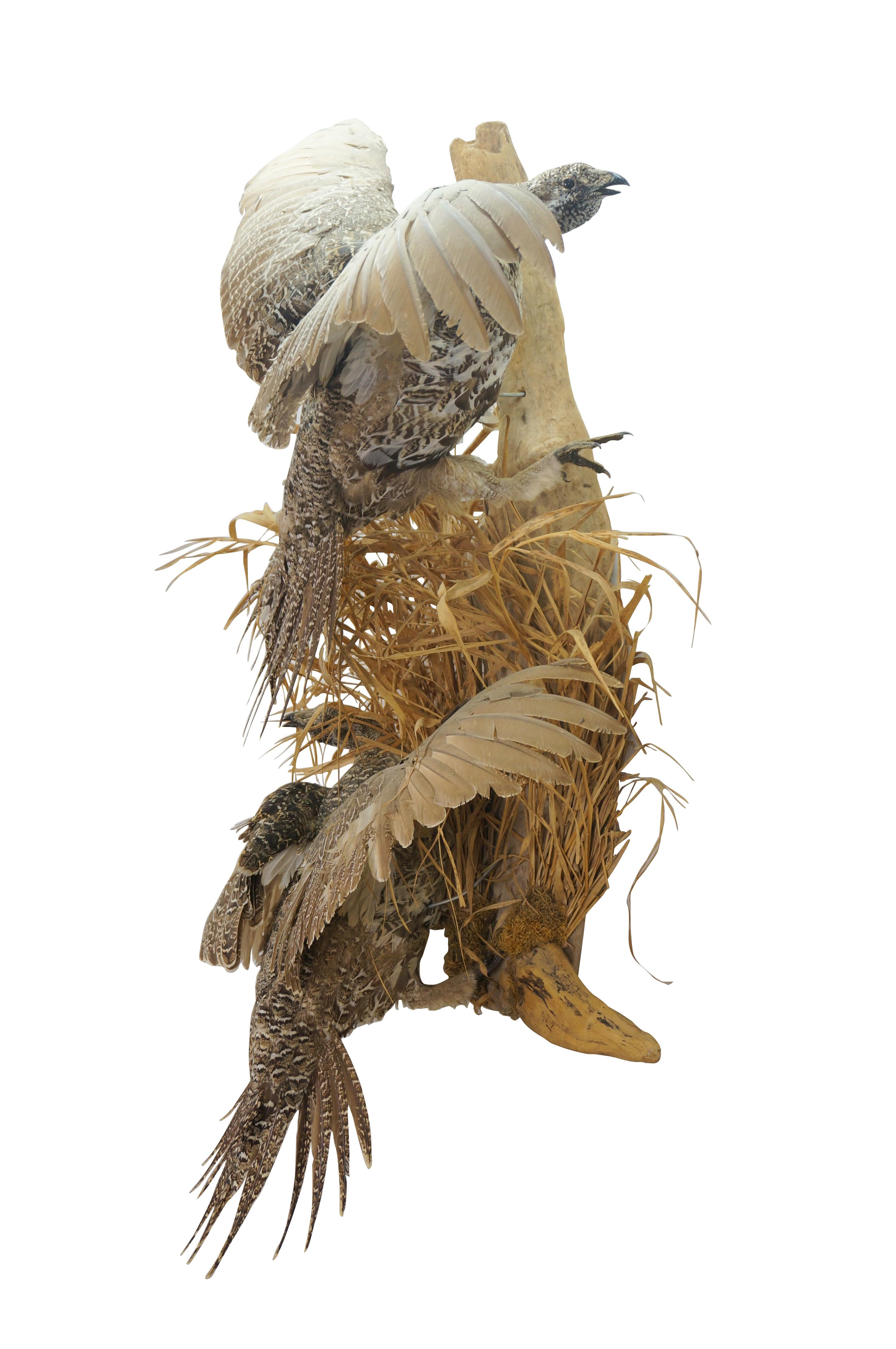 Country Greater Sage Grouse Male & Female Taxidermy Game Bird Wall Mount 43