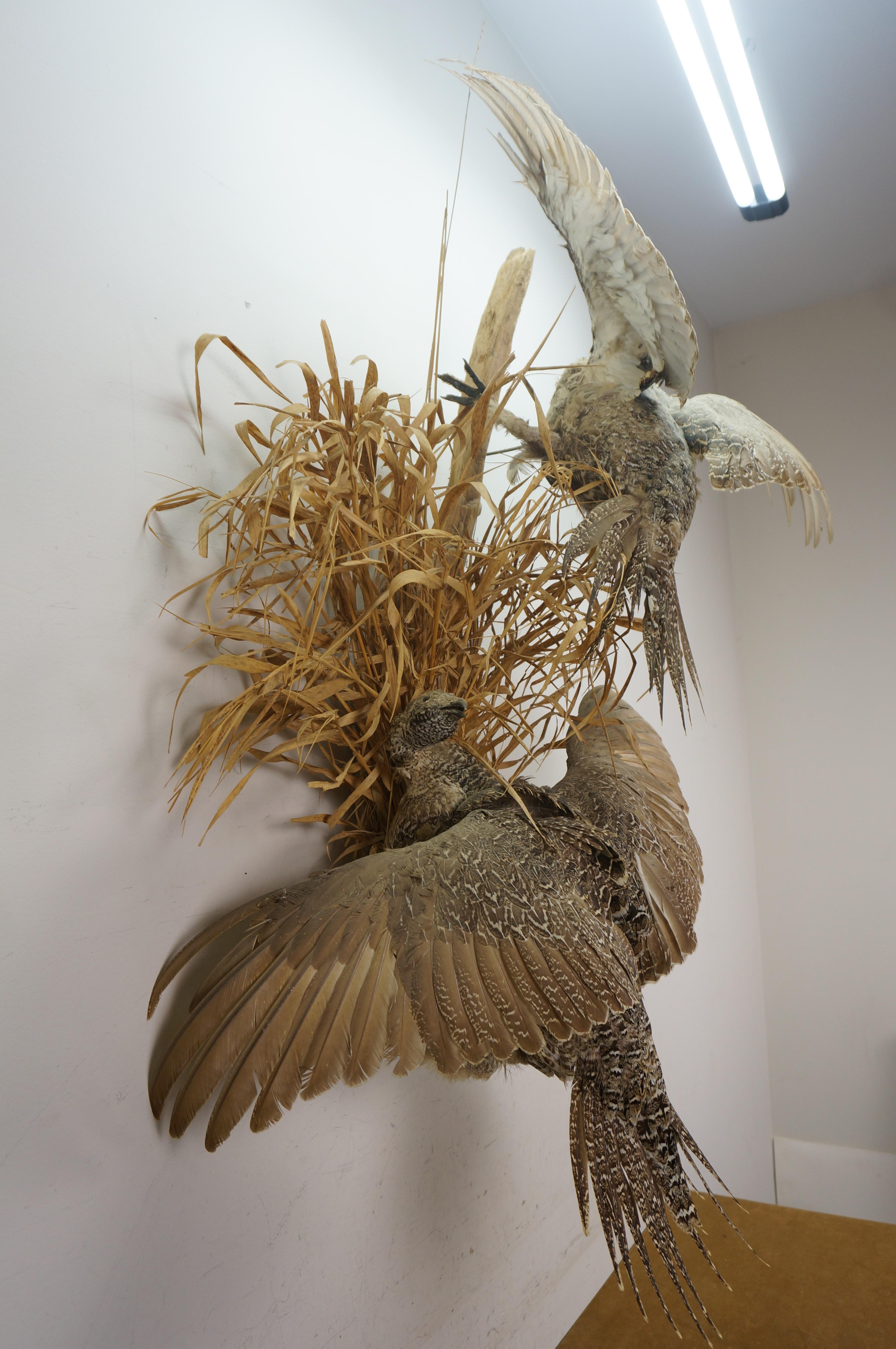 American Greater Sage Grouse Male & Female Taxidermy Game Bird Wall Mount 43
