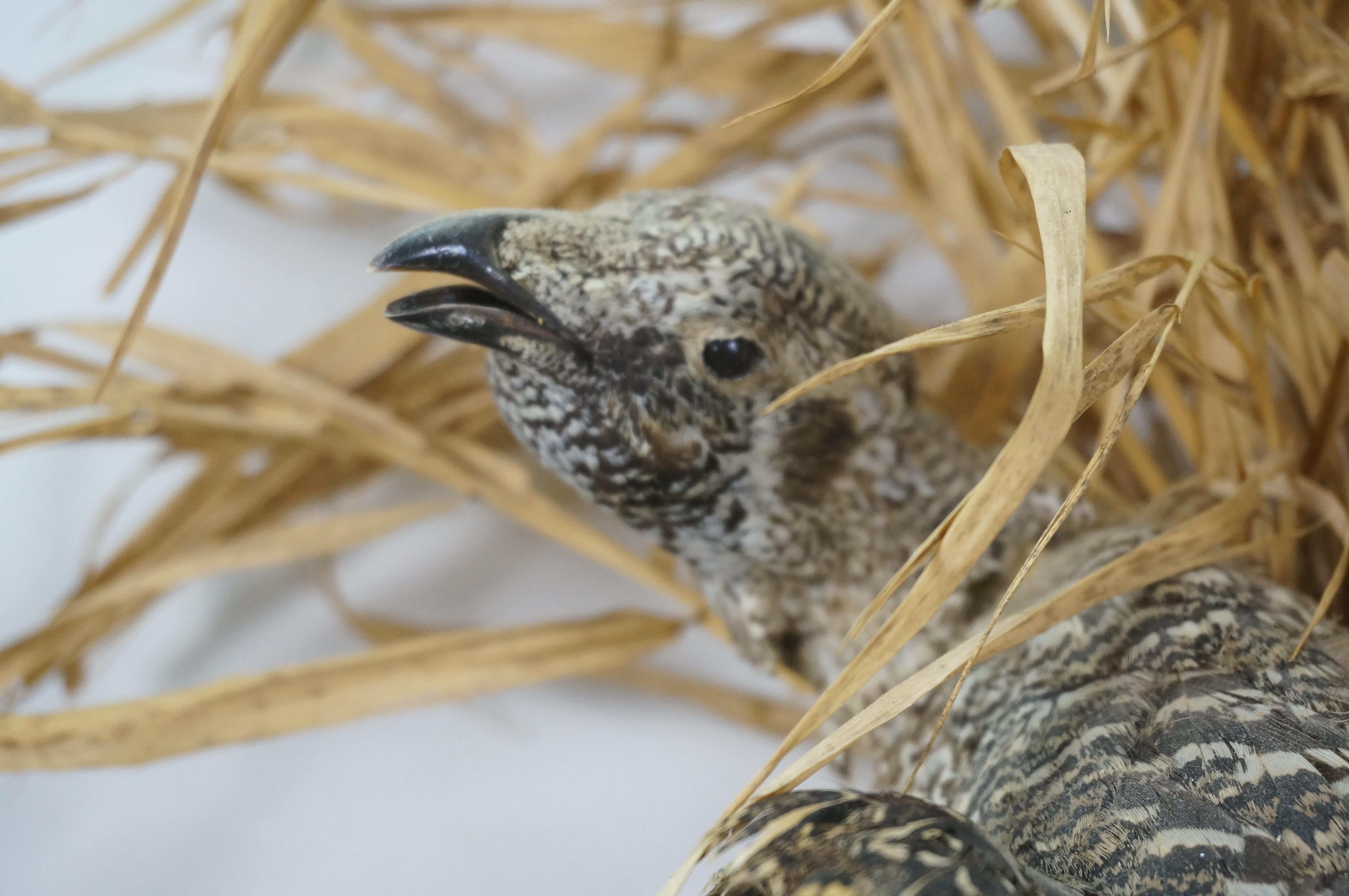 Greater Sage Grouse Male & Female Taxidermy Game Bird Wall Mount 43