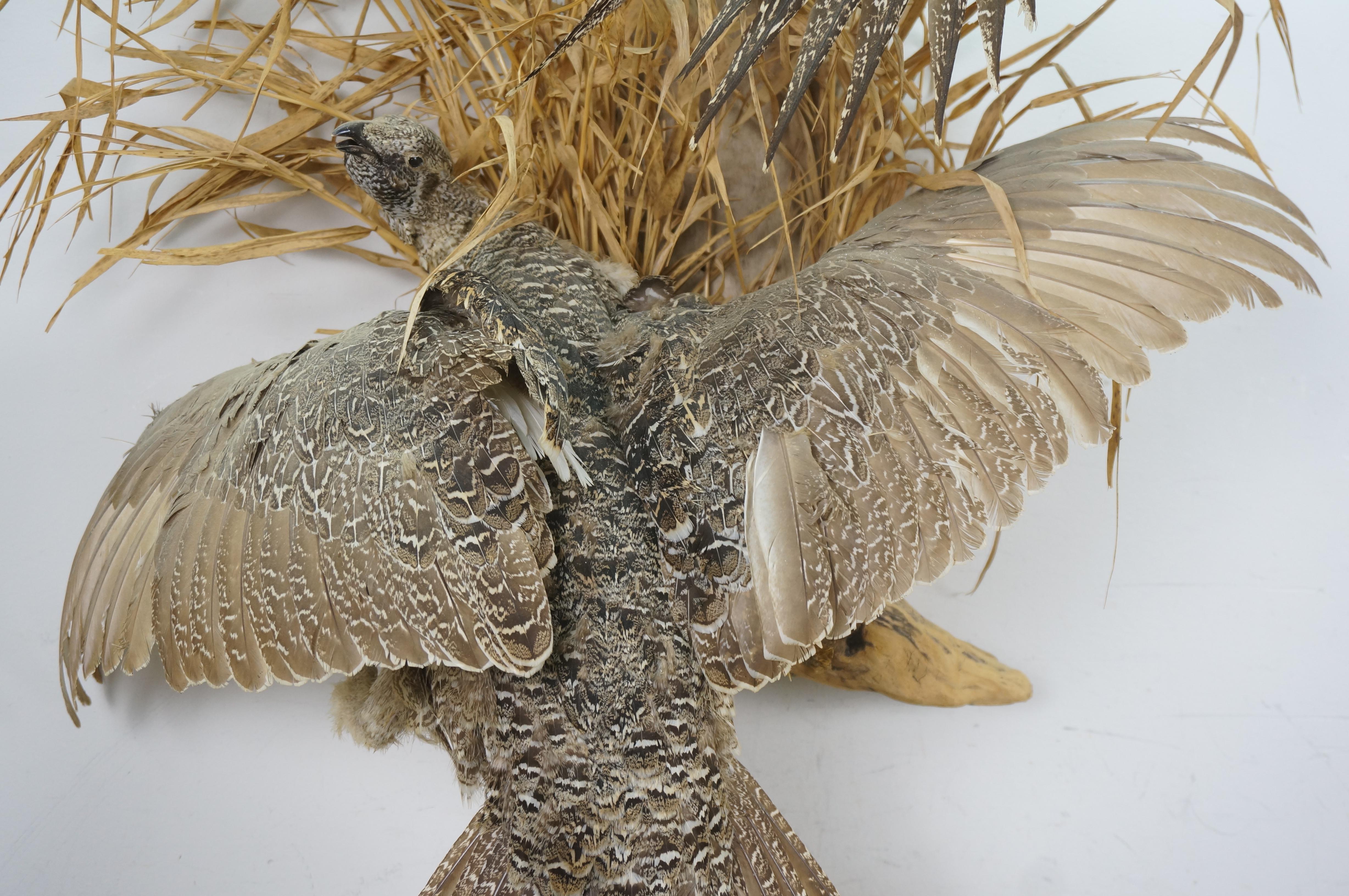 20th Century Greater Sage Grouse Male & Female Taxidermy Game Bird Wall Mount 43