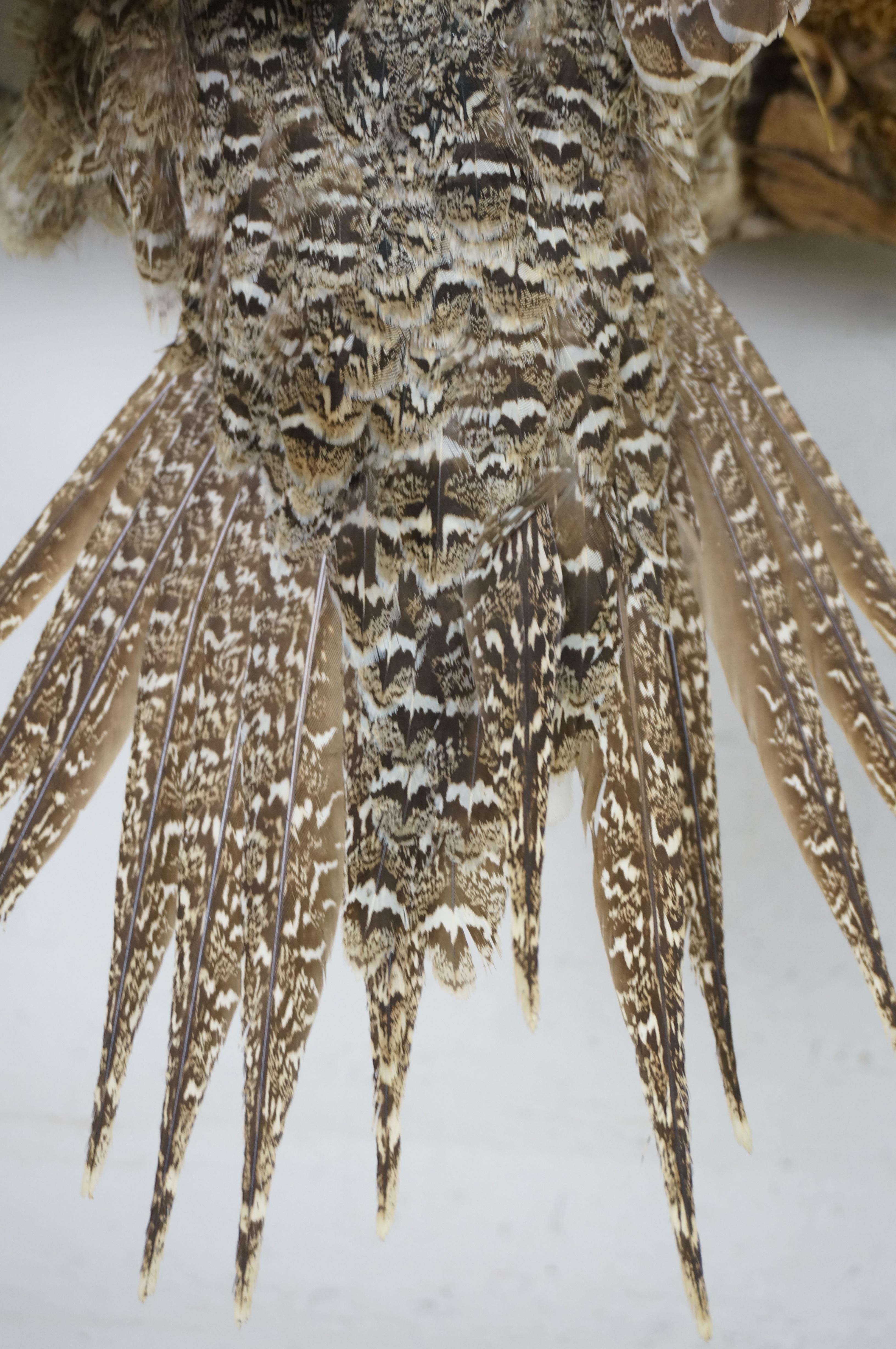Fabric Greater Sage Grouse Male & Female Taxidermy Game Bird Wall Mount 43