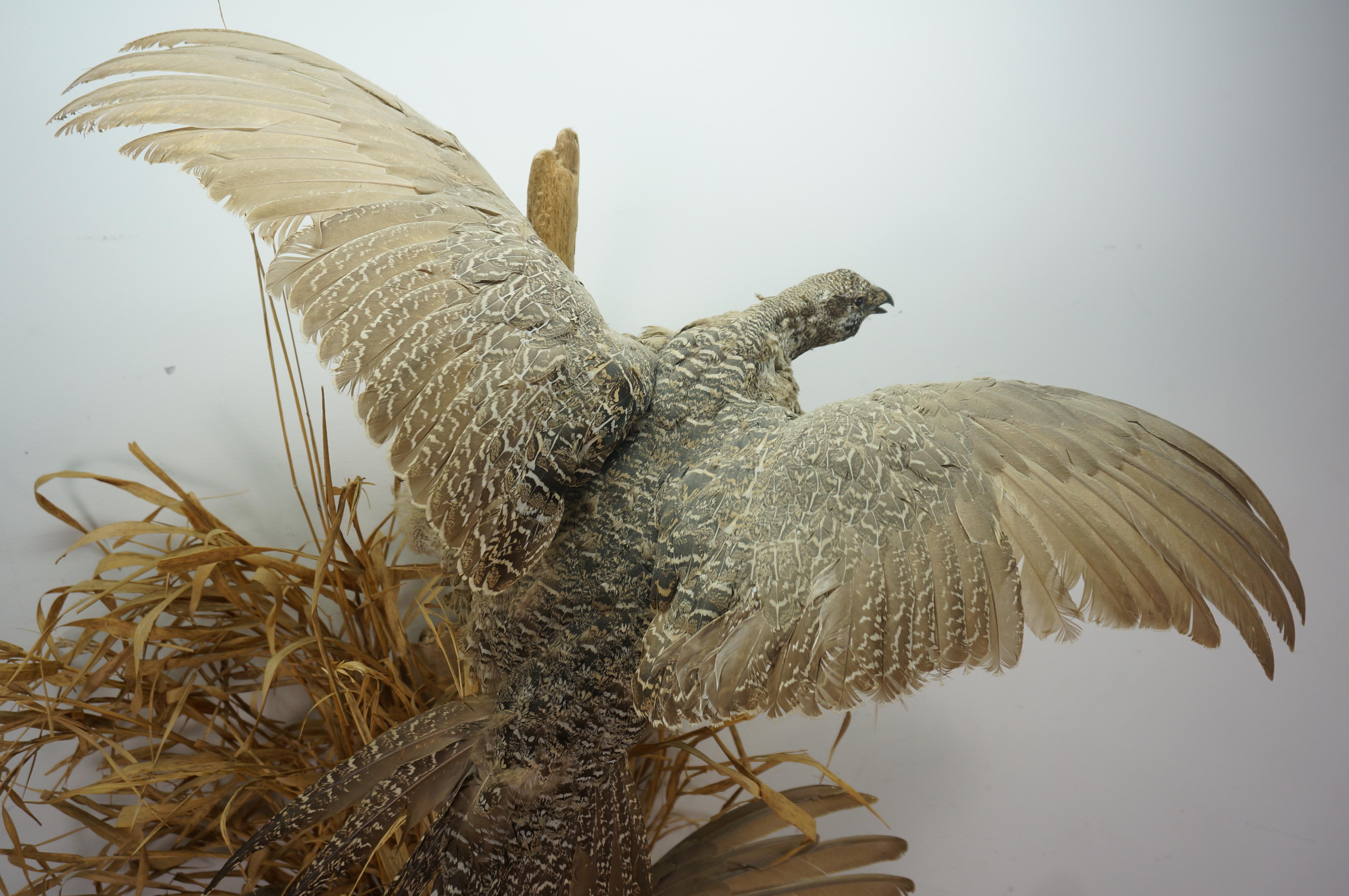 Greater Sage Grouse Male & Female Taxidermy Game Bird Wall Mount 43