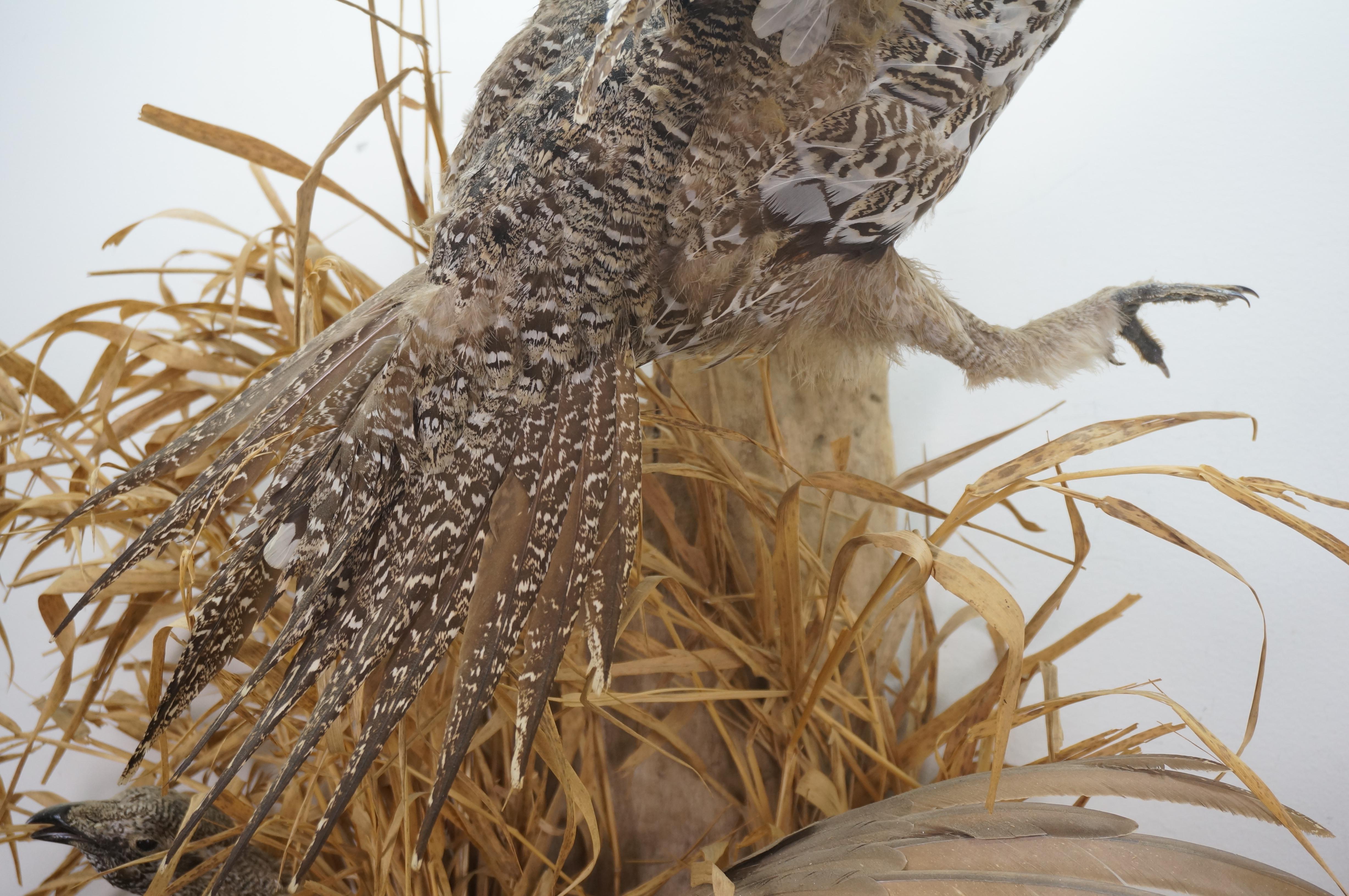 Greater Sage Grouse Male & Female Taxidermy Game Bird Wall Mount 43