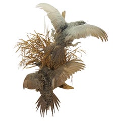 Greater Sage Grouse Male & Female Taxidermy Game Bird Wall Mount 43"