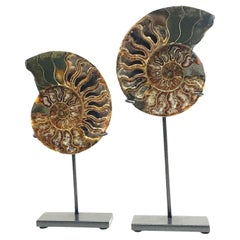Par De Esculturas De Ammonita De Color Verde Y Óxido, Madagascar, Prehistoria