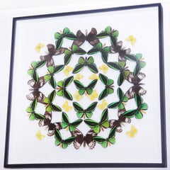 Decorazione da parete con farfalle verdi e gialle sotto una cornice di vetro