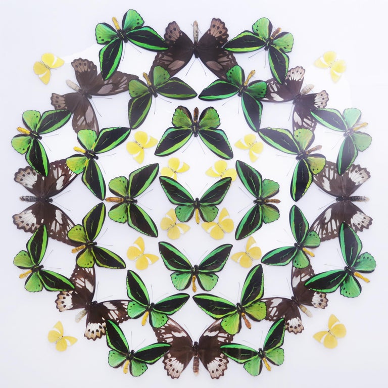 Green And Yellow Butterflies Wall Decoration Under Glass Box Frame