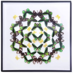 Green and Yellow Butterflies Wall Decoration Under Glass Box Frame