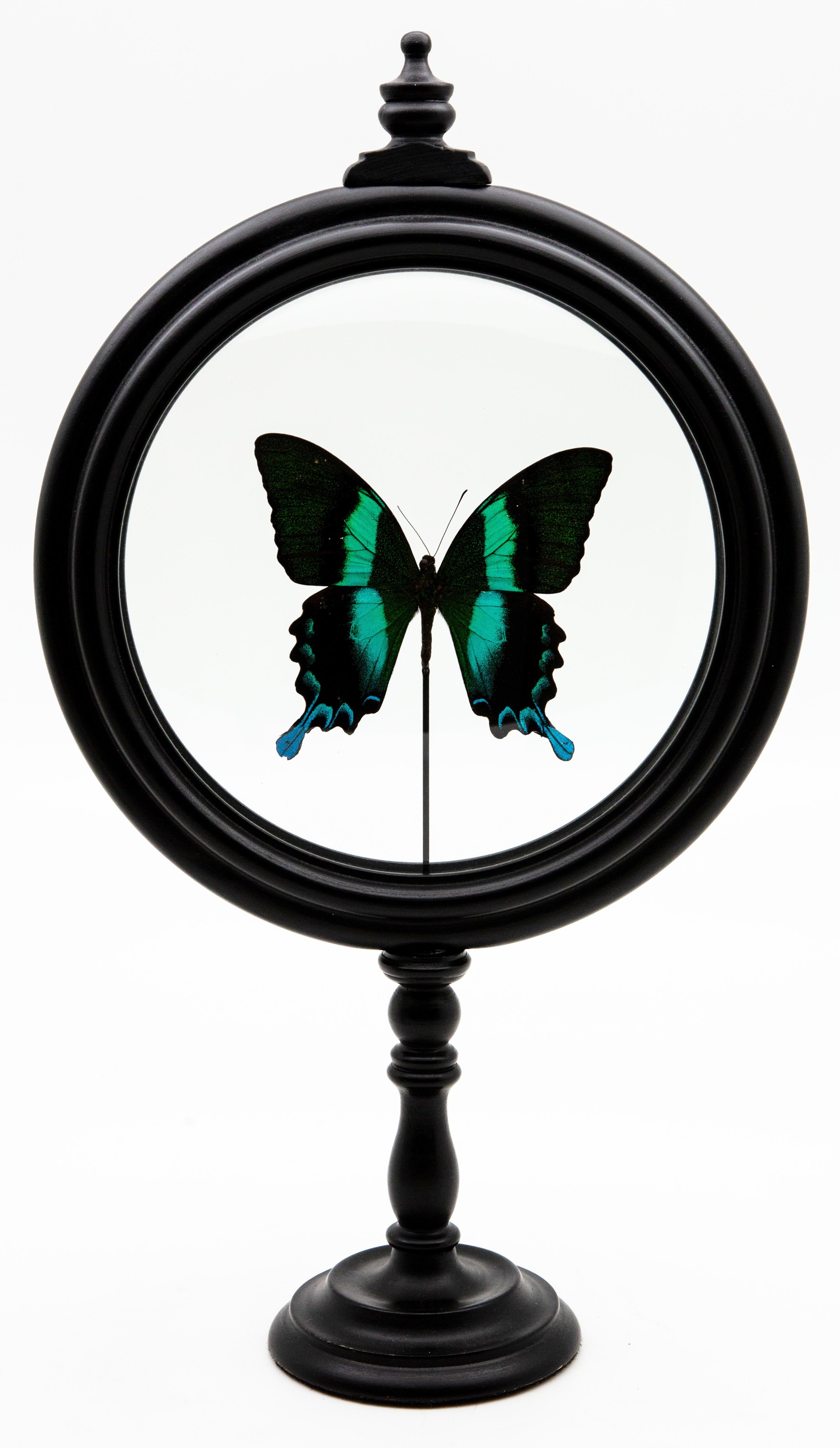 Green butterfly in round reliquary. Papilio Blumei butterfly mounted in France. Turned wood base with double glass. Papilio Blumei is a day time butterfly with a green color ending in blue on the tails. It is found in Borneo, Sulawesi, and Papua New