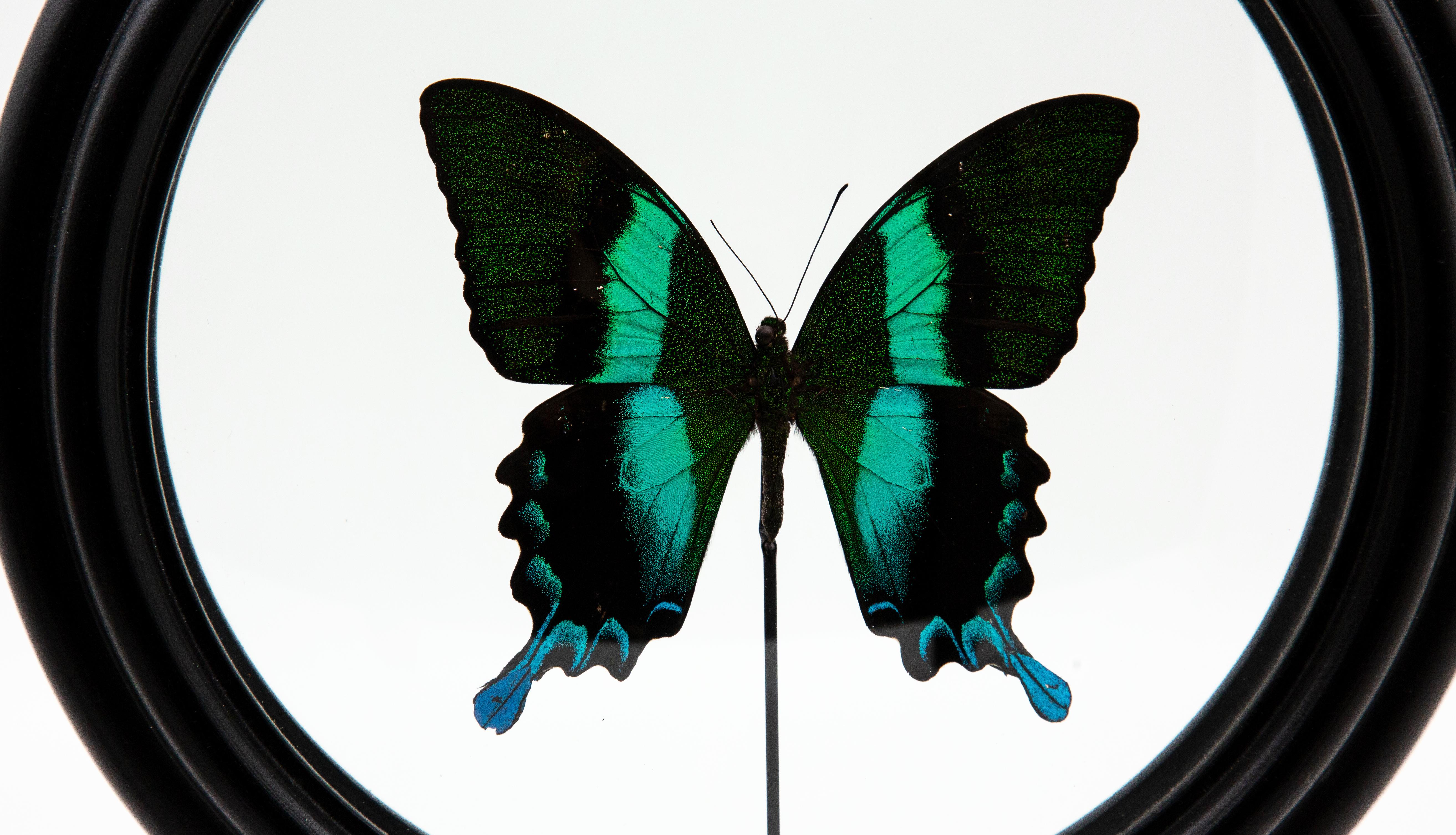 French Green Butterfly in Round Reliquary