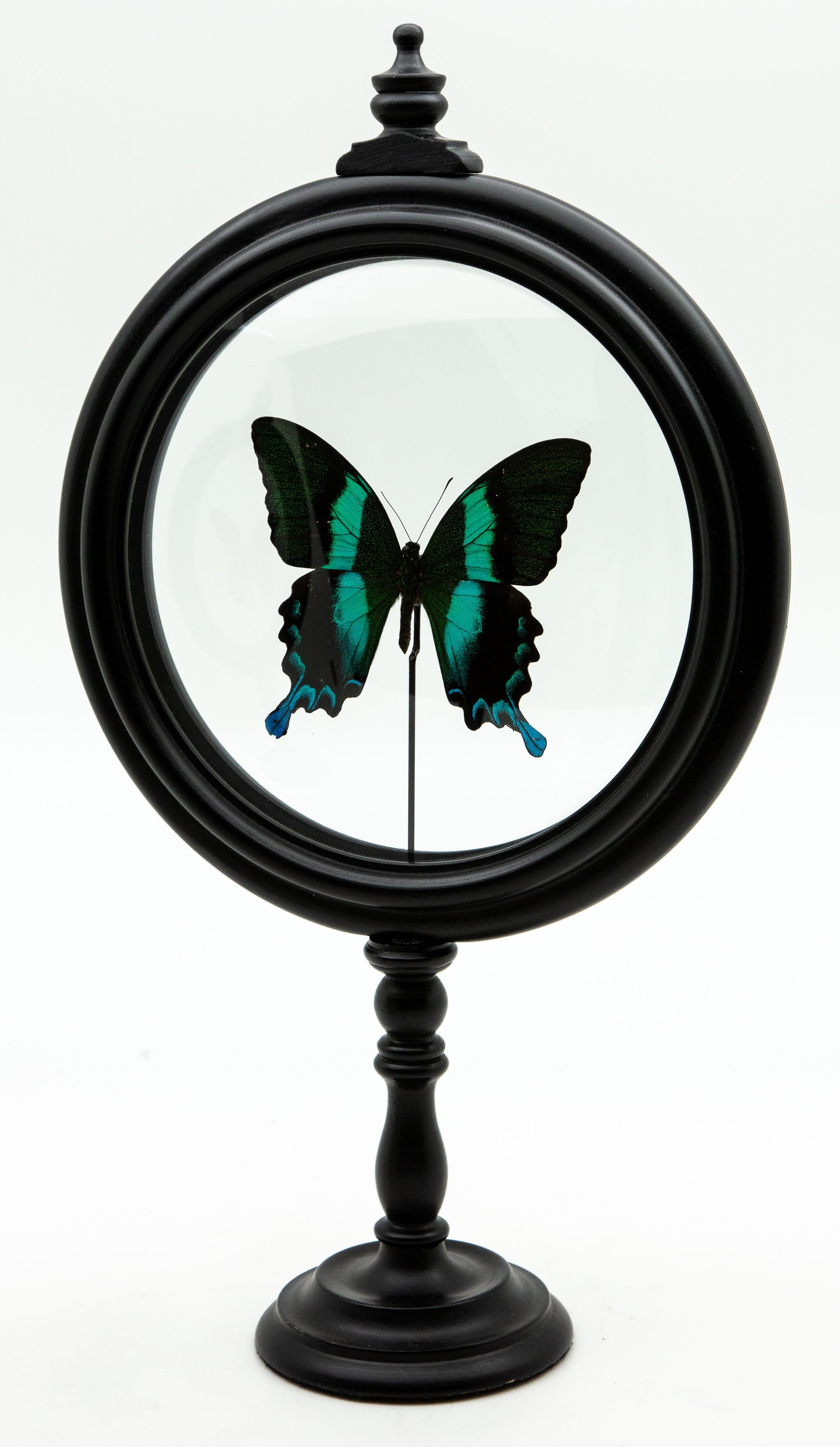 Painted Green Butterfly in Round Reliquary
