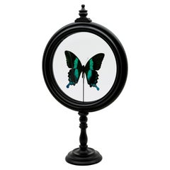 Green Butterfly in Round Reliquary