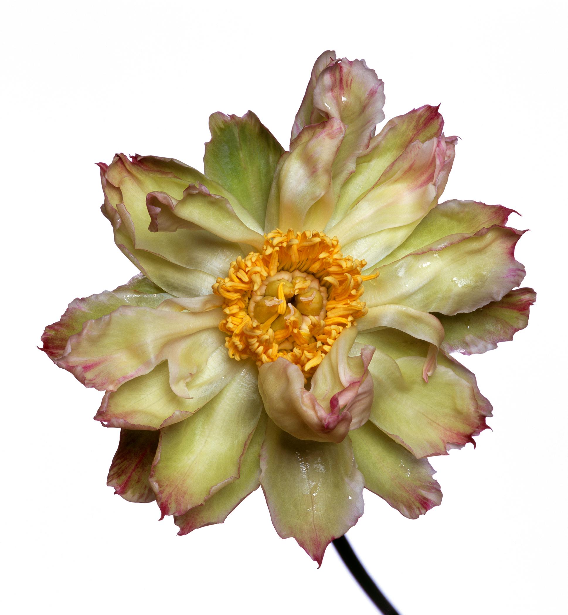 American Green Lotus Peony by Michael Zeppetello For Sale